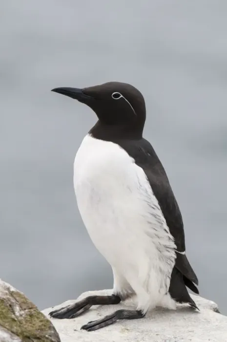 Framed Print : Common Guillemot (Uria aalge) bridled form, adult, breeding plumage, sitting on clifftop, Inner Farne, Farne Islands Framed Print : Common Guillemot (Uria aalge) bridled form, adult, breeding plumage, sitting on clifftop, Inner Farne, Farne Islands