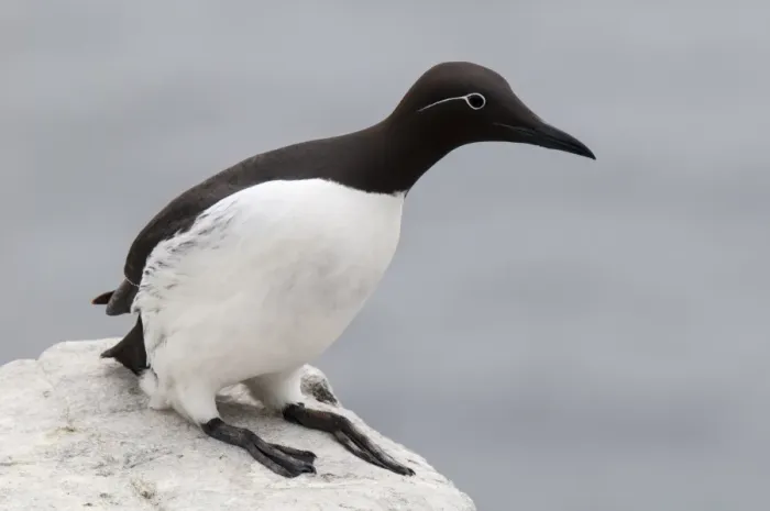 Framed Print : Common Guillemot (Uria aalge) bridled form, adult, breeding plumage, sitting on clifftop, Inner Farne, Farne Islands Framed Print : Common Guillemot (Uria aalge) bridled form, adult, breeding plumage, sitting on clifftop, Inner Farne, Farne Islands
