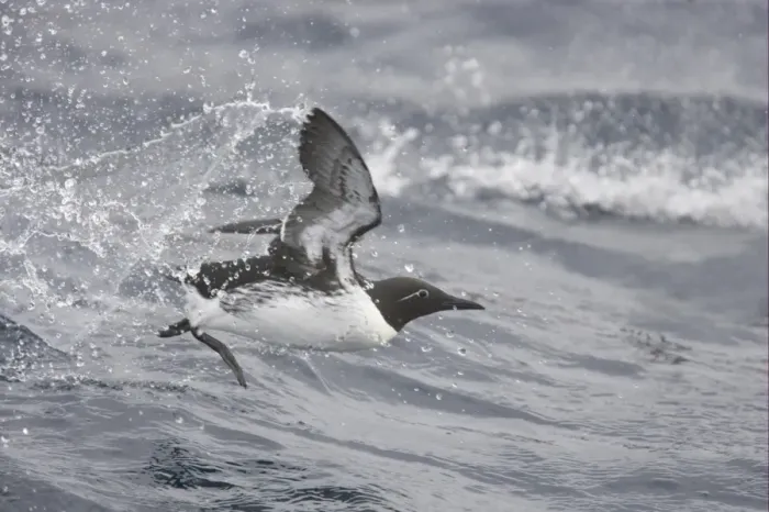 Framed Print : Common Guillemot (Uria aalge) bridled form, adult, in flight, taking off from rough sea, Varangerfjord, Finnmark, Norway Framed Print : Common Guillemot (Uria aalge) bridled form, adult, in flight, taking off from rough sea, Varangerfjord, Finnmark, Norway