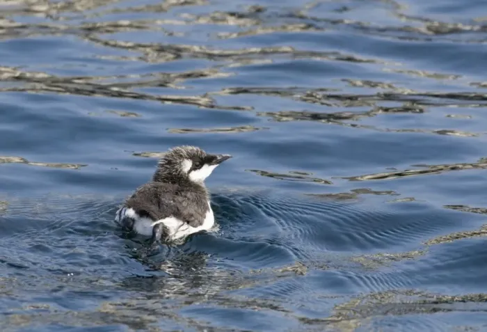 Framed Print : Common Guillemot (Uria aalge) chick, swimming at sea, Inner Farne, Farne Islands, Northumberland, England, summer