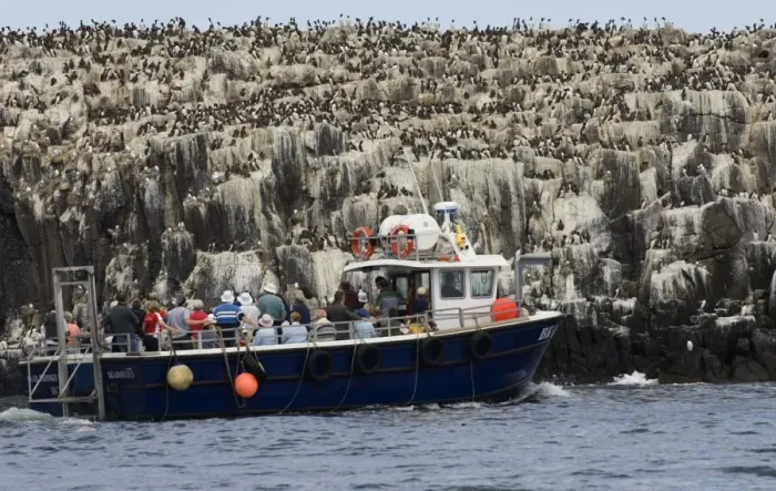 Framed Print : Common Guillemot (Uria aalge) colony, with tourists on boat in foreground, Staple Island, Farne Islands, Northumberland, England, july Framed Print : Common Guillemot (Uria aalge) colony, with tourists on boat in foreground, Staple Island, Farne Islands, Northumberland, England, july