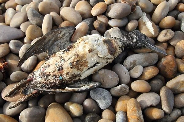 Common Guillemot (Uria aalge) dead adult, washed ashore after contamination from polyisobutene oil additive at sea
