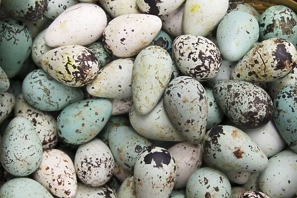 Common Guillemot (Uria aalge) eggs, for sale in supermarket, Iceland, June