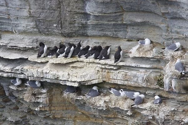 Common Guillemot (Uria aalge) and Kittiwake (Rissa tridactyla) adults, nesting colony on cliff face, Marwick Head RSPB Reserve, Mainland, Orkney, Scotland, june