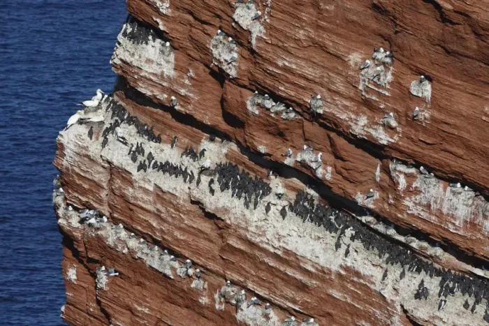 Framed Print : Common Guillemot (Uria aalge), Kittiwake (Rissa tridactyla), and Northern Gannet (Morus bassanus) breeding colony, nesting on sea cliffs, Heligoland, Schleswig-Holstein, Germany, may