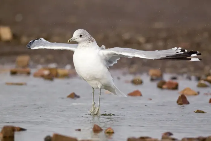Framed Print : Common Gull (Larus canus) adult, winter plumage, flapping wings after bathing, Suffolk, England, february