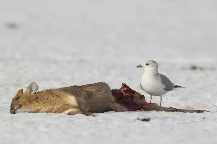 Framed Print : Common Gull (Larus canus) adult, winter plumage, feeding on dead Chinese Muntjac (Muntiacus reevesi) buck, on snow Framed Print : Common Gull (Larus canus) adult, winter plumage, feeding on dead Chinese Muntjac (Muntiacus reevesi) buck, on snow