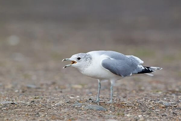 Common Gull (Larus canus) adult, winter plumage, calling, standing on shore, Suffolk, England, february