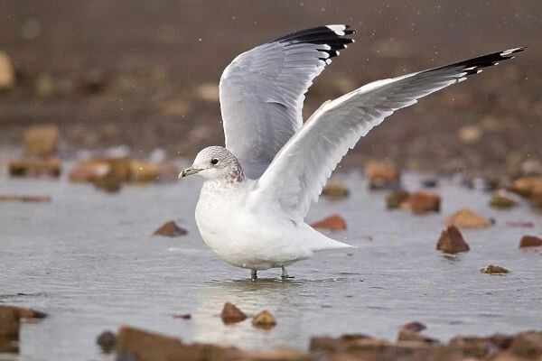 Common Gull (Larus canus) adult, winter plumage, flapping wings after bathing, Suffolk, England, february