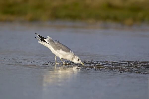 Common Gull (Larus canus) adult, winter plumage, drinking, standing on ice of partially frozen pond, Suffolk, England