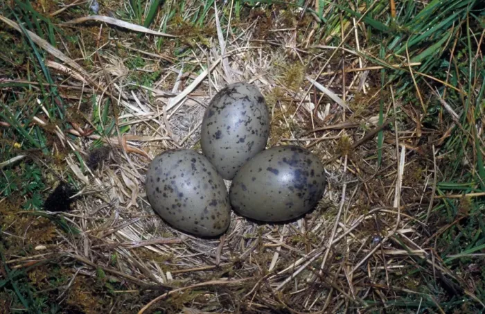 Framed Print : Common Gull (Larus canus) Nest with three eggs Framed Print : Common Gull (Larus canus) Nest with three eggs