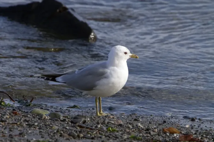 Framed Print : Common Gull on sea shore, early spring, Jura, Scotland