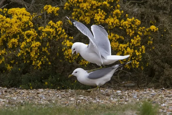 Framed Print : Common Gulls mating on Havergate Island Suffolk Framed Print : Common Gulls mating on Havergate Island Suffolk