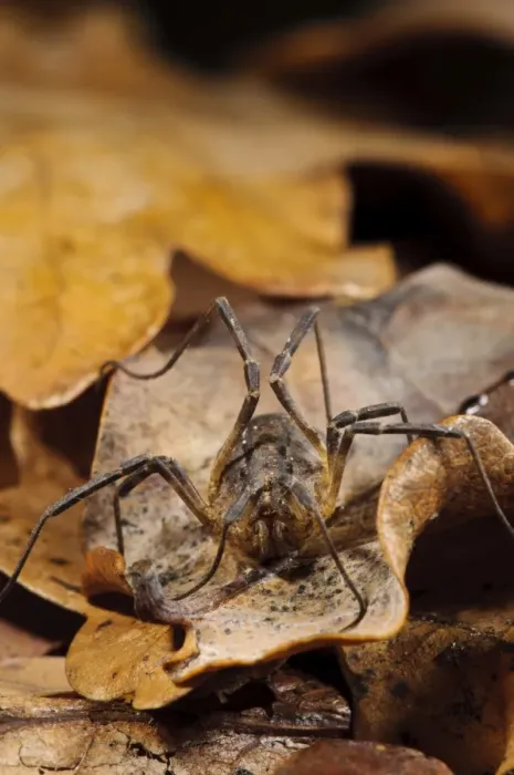 Framed Print : Common Harvestman (Paroligolophus agrestis) adult, amongst leaf litter on woodland floor, Bostall Woods