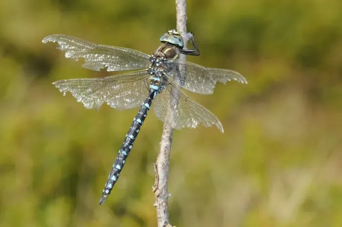 Framed Print : Common Hawker (Aeshna juncea) mature adult male, with wings damaged by fighting, resting on twig, Italian Alps, Italy, october Framed Print : Common Hawker (Aeshna juncea) mature adult male, with wings damaged by fighting, resting on twig, Italian Alps, Italy, october