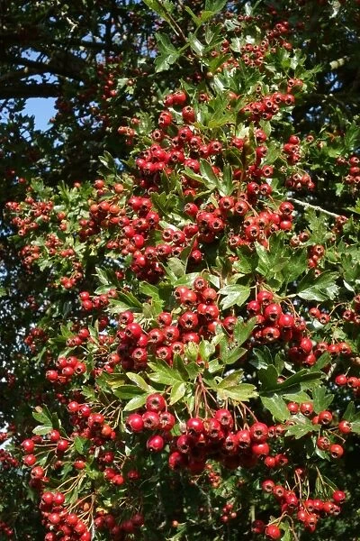Common Hawthorn, Crataegus monogyna, with plentiful ripe red berries in late summer