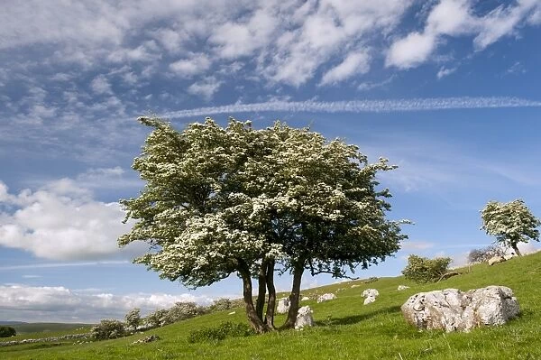 Common Hawthorn (Crataegus monogyna) gnarled habit, flowering, growing in upland limestone pasture, Cumbria, England