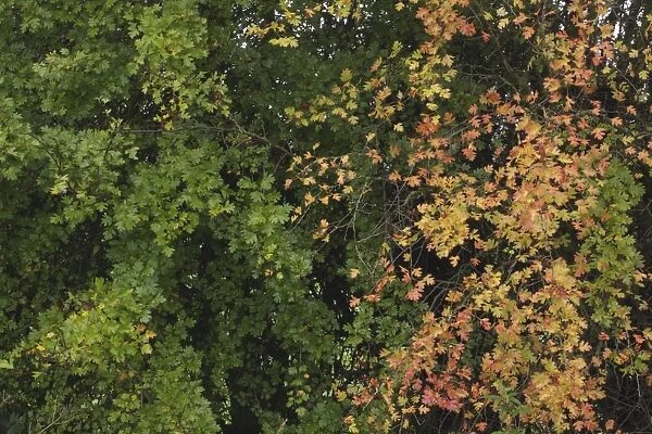 Common Hawthorn (Crataegus monogyna) leaves in partial autumn colour, West Yorkshire, England, October