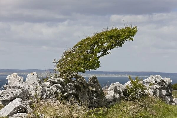Common Hawthorn (Crataegus monogyna) wind-pruned habit, growing at coast, Black Head, The Burren, County Clare