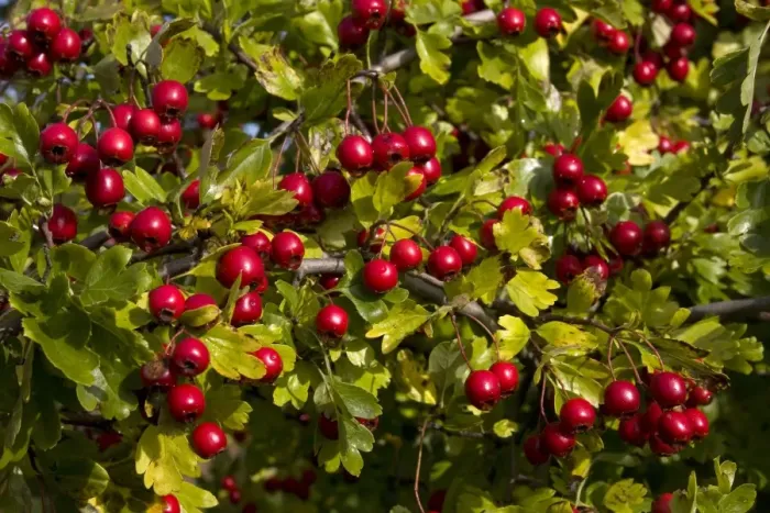 Framed Print : Common Hawthorn (Crataegus monogyna) close-up of berries, England, october Framed Print : Common Hawthorn (Crataegus monogyna) close-up of berries, England, october