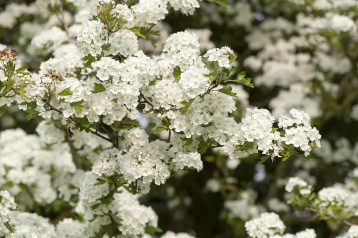 Framed Print : Common Hawthorn (Crataegus monogyna) close-up of flowers, England, May Framed Print : Common Hawthorn (Crataegus monogyna) close-up of flowers, England, May