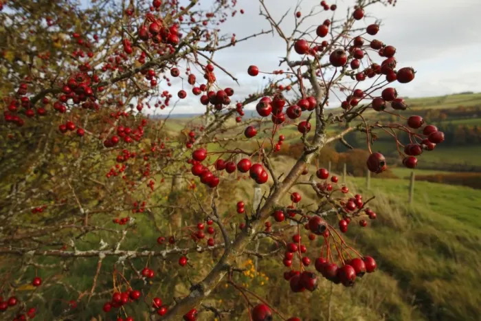 Framed Print : Common Hawthorn (Crataegus monogyna) fruit, on bush in farmland habitat, Powys, Wales, november