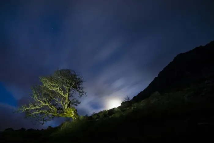 Framed Print : Common Hawthorn (Crataegus monogyna) habit, growing on hillside with moon at night, Annascaul, Dingle Peninsula Framed Print : Common Hawthorn (Crataegus monogyna) habit, growing on hillside with moon at night, Annascaul, Dingle Peninsula