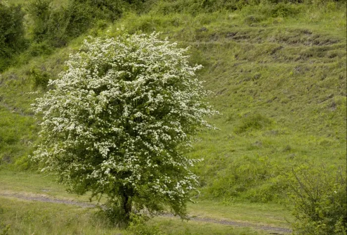 Framed Print : Common Hawthorn (Crataegus monogyna) habit, flowering, growing along old railway line Framed Print : Common Hawthorn (Crataegus monogyna) habit, flowering, growing along old railway line