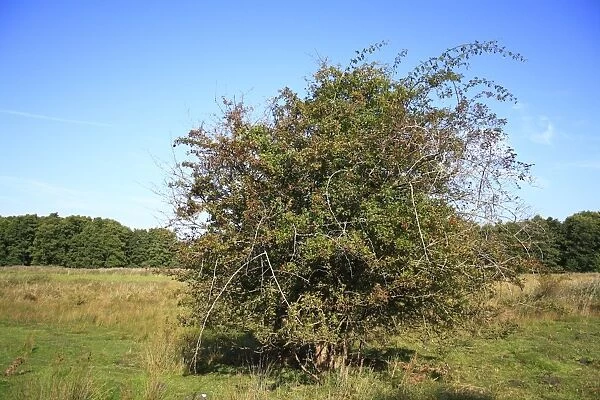 Common Hawthorn (Crataegus monogyna) habit, growing in valley fen reserve habitat, Market Weston Fen, Market Weston