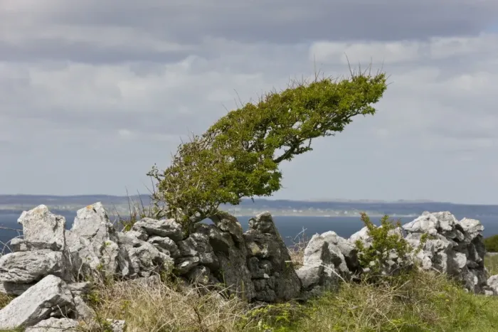 Framed Print : Common Hawthorn (Crataegus monogyna) wind-pruned habit, growing at coast, Black Head, The Burren, County Clare Framed Print : Common Hawthorn (Crataegus monogyna) wind-pruned habit, growing at coast, Black Head, The Burren, County Clare