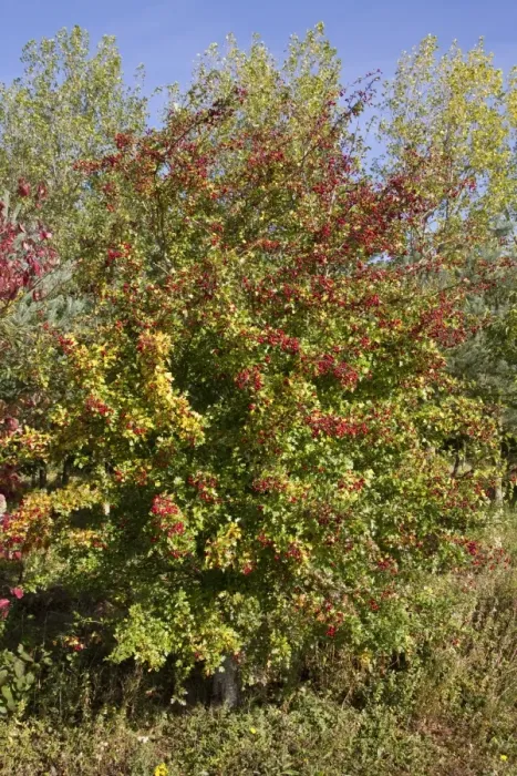 Framed Print : Common Hawthorn in early autumn