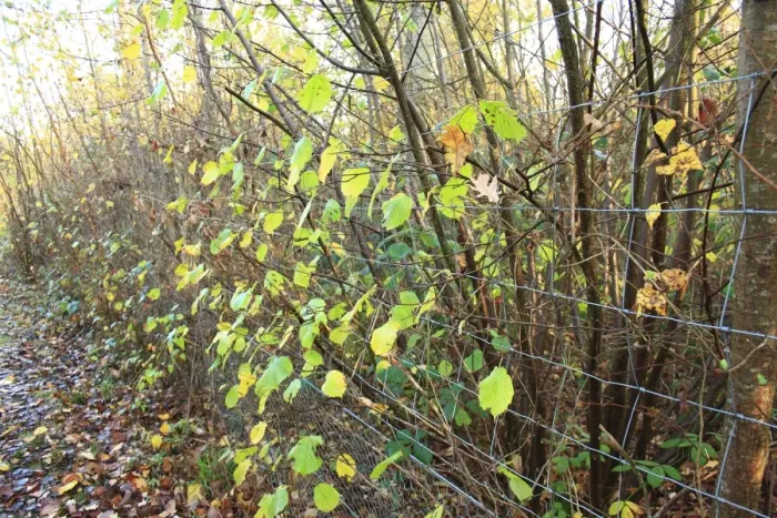 Framed Print : Common Hazel (Corylus avellana) coppiced ancient woodland habitat with wire fencing as protection from browsing deer