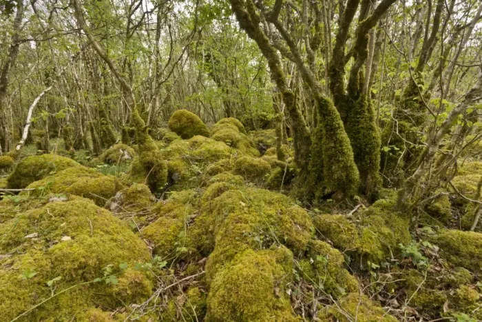 Framed Print : Common Hazel (Corylus avellana) ancient coppice woodland on limestone pavement, Burren N. P Framed Print : Common Hazel (Corylus avellana) ancient coppice woodland on limestone pavement, Burren N. P