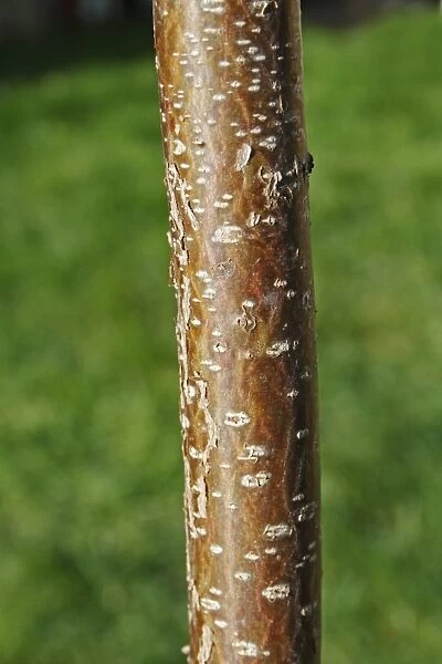 Common Hazel (Corylus avellana) close-up of bark, Mendlesham, Suffolk, England, February