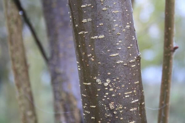 Common Hazel (Corylus avellana) close-up of bark, Grove Farm Reserve, Thurston, Suffolk, England, november