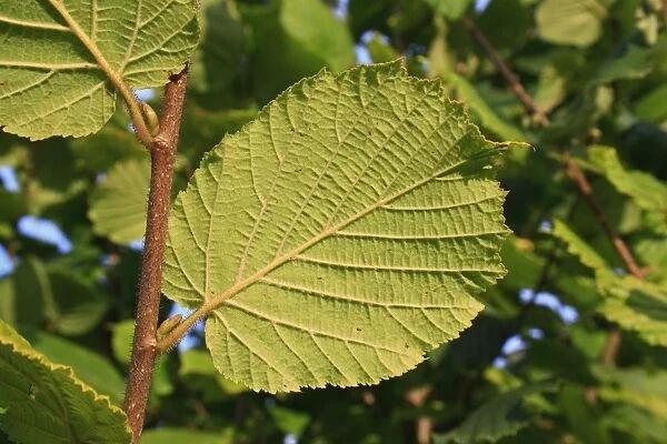 Common Hazel (Corylus avellana) close-up of leaf underside, growing in woodland, Vicarage Plantation, Mendlesham