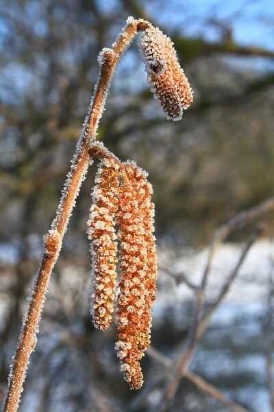 Common Hazel (Corylus avellana) close-up of male catkins, covered with frost in snow covered hedgerow, Bacton, Suffolk