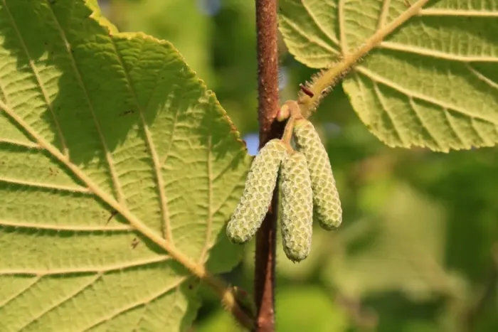 Framed Print : Common Hazel (Corylus avellana) close-up of male catkins, growing in woodland, Vicarage Plantation, Mendlesham Framed Print : Common Hazel (Corylus avellana) close-up of male catkins, growing in woodland, Vicarage Plantation, Mendlesham