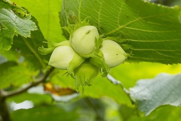 Common Hazel (Corylus avellana) close-up of ripening nuts, Devon, England, July