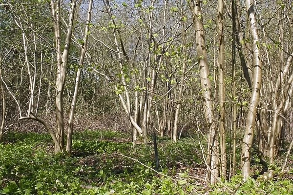 Common Hazel (Corylus avellana) coppiced woodland, Barking Tye, Suffolk, England, april