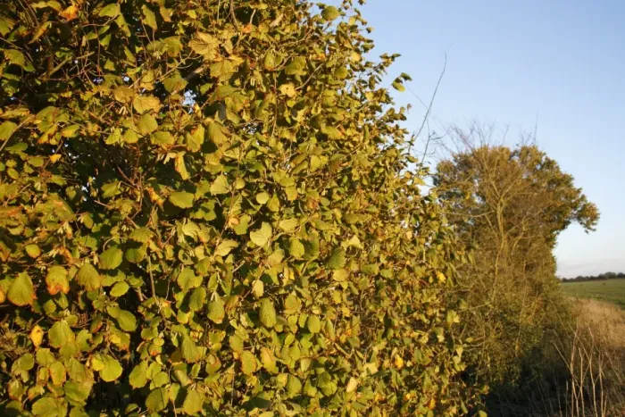 Framed Print : Common Hazel (Corylus avellana) habit, growing in hedgerow at edge of farmland, in evening sunshine, Bacton, Suffolk Framed Print : Common Hazel (Corylus avellana) habit, growing in hedgerow at edge of farmland, in evening sunshine, Bacton, Suffolk
