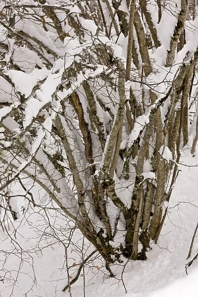 Common Hazel (Corylus avellana) old coppiced stool, covered with snow, Picos de Europa, Cantabrian Mountains, Spain