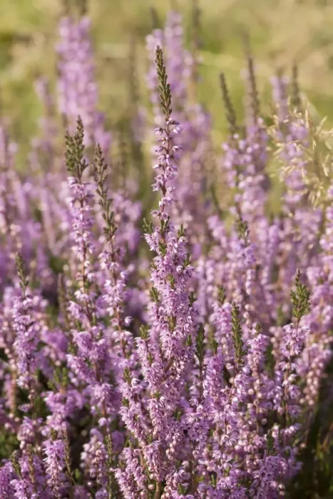 Framed Print : Common Heather (Calluna vulgaris) flowering, growing in upland valley, Langden, Dunsop Bridge, Trough of Bowland Framed Print : Common Heather (Calluna vulgaris) flowering, growing in upland valley, Langden, Dunsop Bridge, Trough of Bowland
