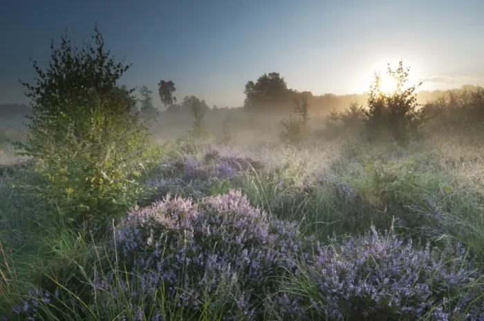 Framed Print : Common Heather (Calluna vulgaris) flowering, growing on misty lowland heathland habitat at sunrise