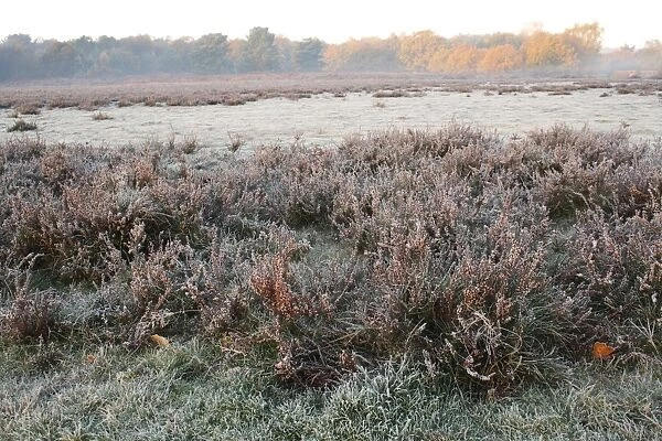 Common Heather (Calluna vulgaris) in fruit, growing on frost covered heathland habitat at dawn