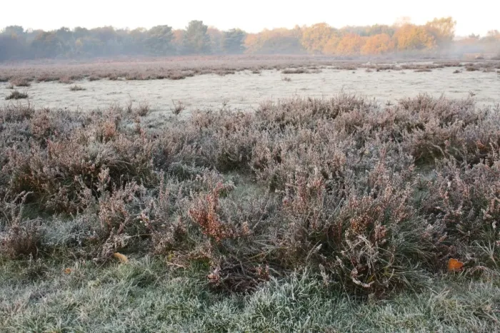 Framed Print : Common Heather (Calluna vulgaris) in fruit, growing on frost covered heathland habitat at dawn Framed Print : Common Heather (Calluna vulgaris) in fruit, growing on frost covered heathland habitat at dawn