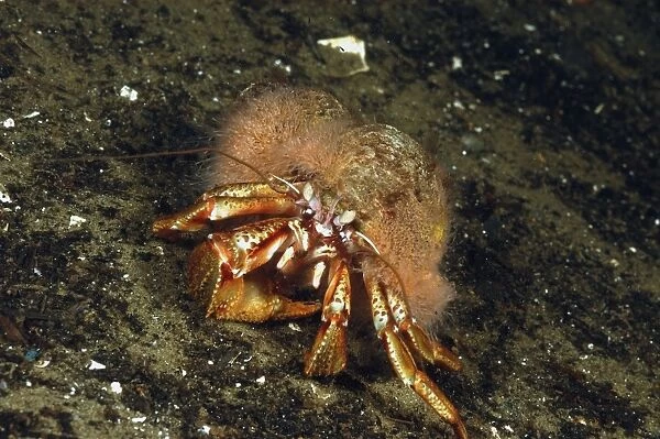 Common Hermit Crab (Pagurus bernhardus) adult, with Hermit Crab Fur Hydroid (Hydractinia echinata) on shell