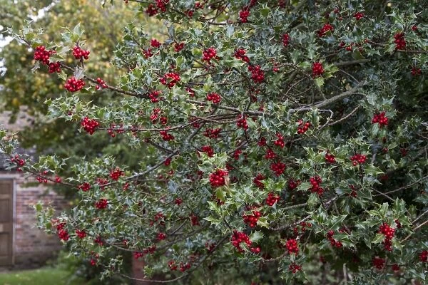 Common Holly berries -autumn
