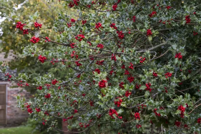 Framed Print : Common Holly berries -autumn Framed Print : Common Holly berries -autumn