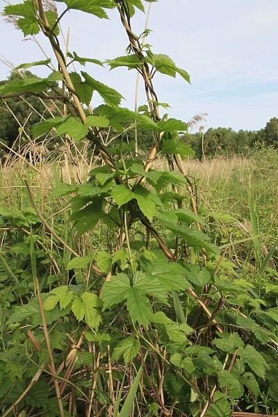 Common Hop (Humulus lupulus) leaves, climbing reed stems in reedbed, Little Ouse Headwaters Project, Hinderclay Fen